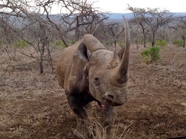 https://www.rexeroofing.com/rexeloads/uploads/2019/06/rhino-charge.jpg